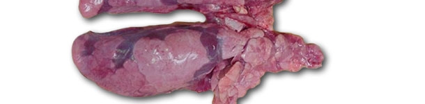 Pulmones del lech&oacute;n de 10 semanas necropsiado.
