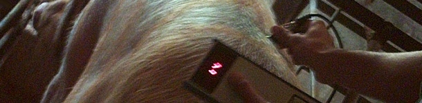 Alimenta&ccedil;&atilde;o das porcas durante a gesta&ccedil;&atilde;o