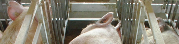 Maneio alimentar em porcas desde o desmame &agrave; cobri&ccedil;&atilde;o