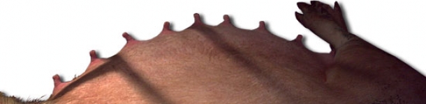 &iquest;C&oacute;mo igualamos las camadas tras el parto? (III) Igualar por n&uacute;mero y tama&ntilde;o