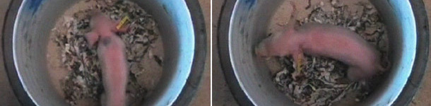 Lech&oacute;n en cubo para evaluar su viabilidad