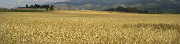 Campo de cereales