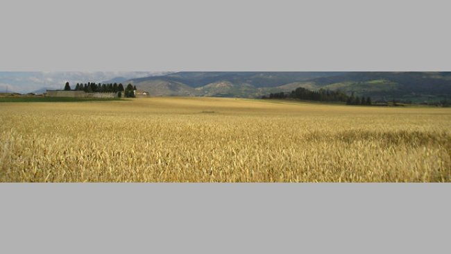 Campo de cereales