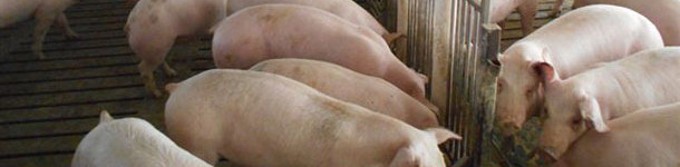 Explora&ccedil;&atilde;o de su&iacute;nos