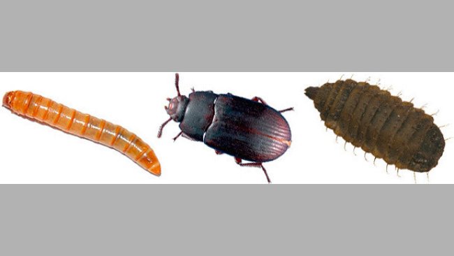 Alternativas a las tradicionales fuentes proteicas