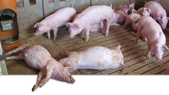 Cerdos muertos en la granja