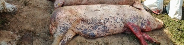 Cad&aacute;veres de cerdos infectados con el virus de la PPA.