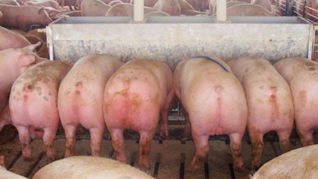 Comedero largo de 2,13 m (84"), con doce "plazas", de doble cara, con cerdos marcados (de casi 136 kg (300 lb)) que salieron hacia el matadero inmediatamente despu&eacute;s de hacer la foto