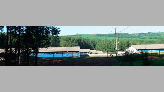 Granja porcina