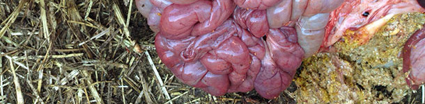 Intestino delgado hemorr&aacute;gico con est&oacute;mago normalmente lleno de pienso.