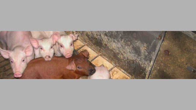 Aspectos de la inmunidad del tracto gastrointestinal durante el destete