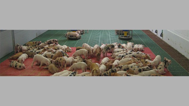 Granjas de alta productividad y sanidad