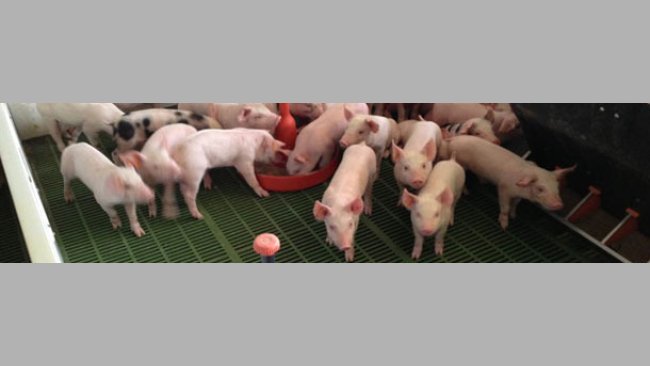 A quantidade extra de água estimula o consumo precoce de ração