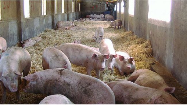 Provisión de material de cama