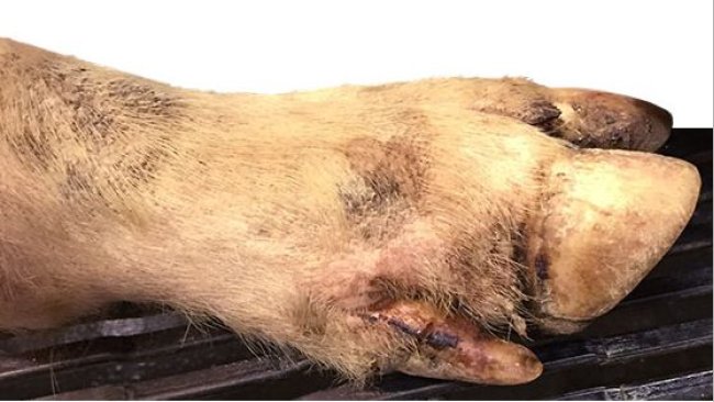Se detectan algunas pequeñas lesiones interdigitales, en las almohadillas plantares y en las bandas coronarias