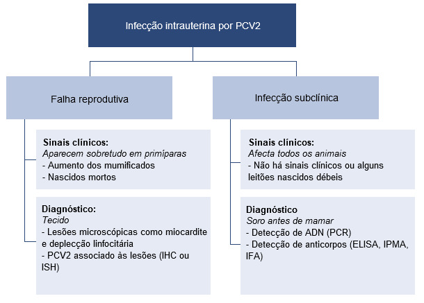 Efectos de la infección intrauterina por PCV2