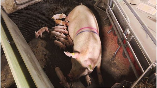 Sistema SWAP en el periodo de libertad de la cerda. Cedida por Christian Fink Hansen