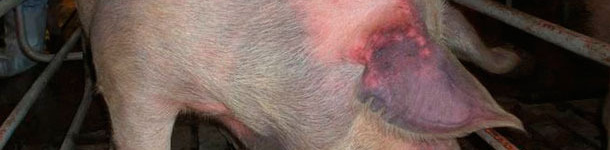 Cerda no expuesta infectada por v&iacute;a natural con PRRSV tipo 1 que muestra cianosis en las orejas