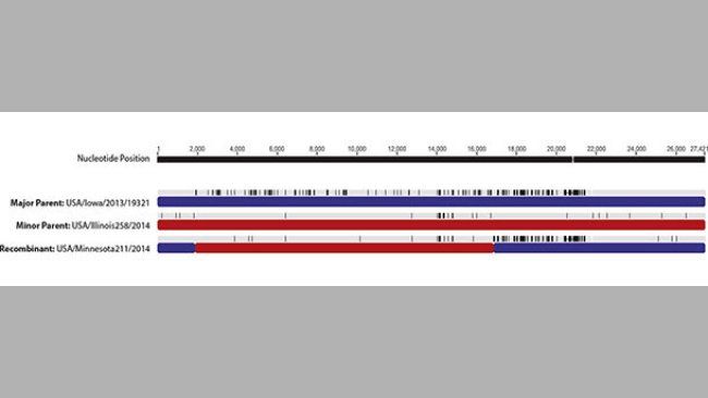 Áreas de recombinación del genoms del PEDV