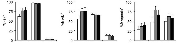 Efeito do f&oacute;sforo da dieta sobre os genes que regulam a prolifera&ccedil;&atilde;o (Pax7) e a diferencia&ccedil;&atilde;o (MyoD, Myogenin) das c&eacute;lulas sat&eacute;lite