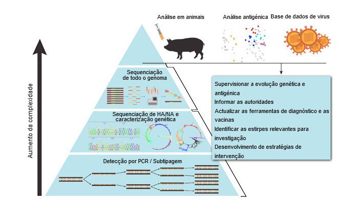 M&eacute;todo sistem&aacute;tico de vigilancia del virus de la influenza A en porcino