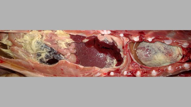 oliserositis fibrinosa en un lechón de transición