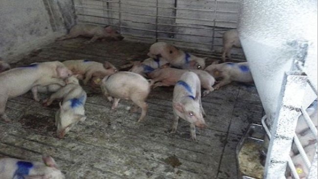 Cerdos afectados
