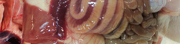 El edema de mesocolon es una lesi&oacute;n t&iacute;pica de los casos de ICD.