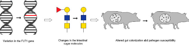 The chain of events that links a known variation in the FUT1 gene to changes in intestinal sugar molecules and in altered gut colonization and pathogen susceptibility.