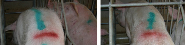 Porcas rec&eacute;m cobertas com perda excessiva de co 1