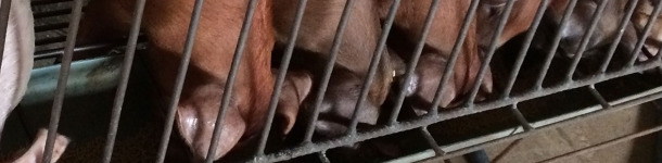 Maneio nutricional na transi&ccedil;&atilde;o