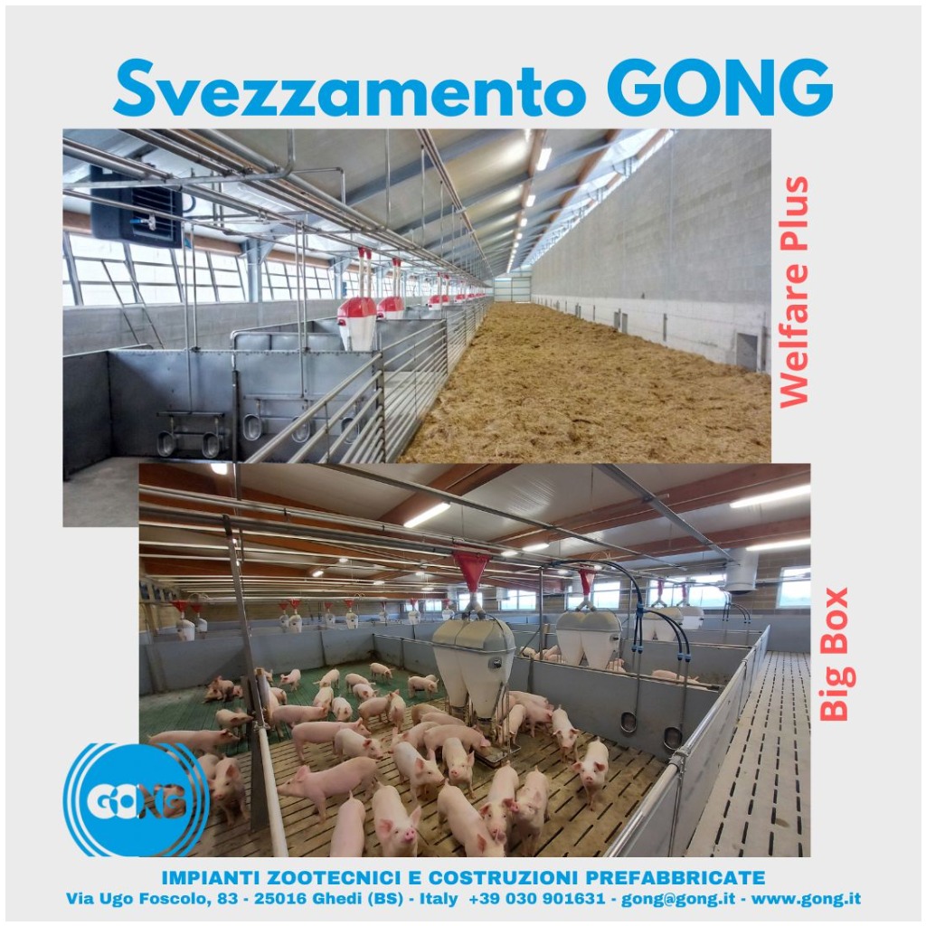 Svezzamento Suinetti GONG