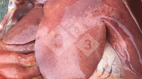 Semana de 04-Out-2018