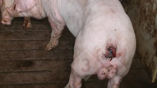 Semana de 11-Out-2018