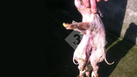 Semana de 25-Out-2018