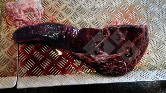 Semana de 11-Abr-2019